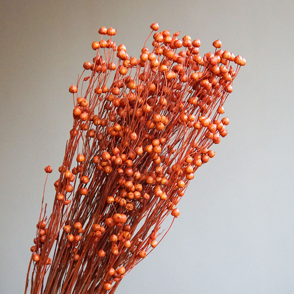 35g/Preserved Ormosia Hosiei N - đánh giá và giá Dried Flower Bulk