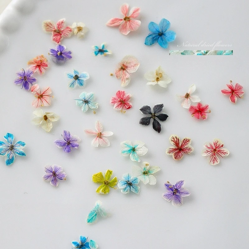 1PCS Summer Gradient Floral Na - đánh giá và giá Dried Flower Bulk